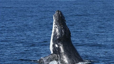 Spirit Of Gold Coast Whale Watching - Accommodation NT 3