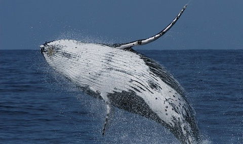 Spirit Of Gold Coast Whale Watching - Accommodation NT 4
