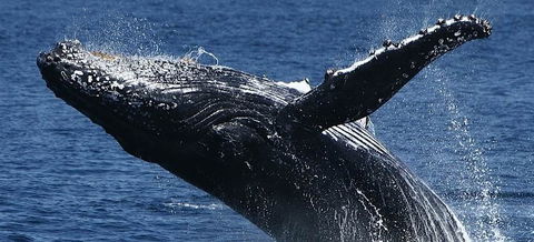 Spirit Of Gold Coast Whale Watching - Accommodation NT 5