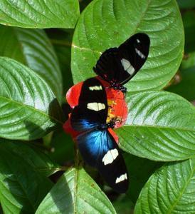 Butterfly Farm - Accommodation NT 4