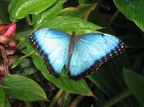 Butterfly Farm - Accommodation NT 5