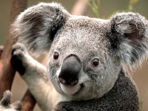 Potoroo Palace - Accommodation NT 0