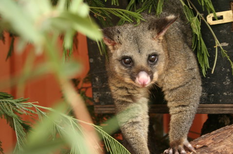 Potoroo Palace - Accommodation NT 3