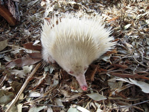 Potoroo Palace - Accommodation NT 4