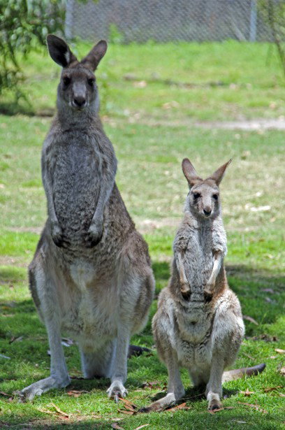 Potoroo Palace - Accommodation NT 5