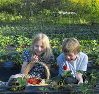 Blue Hills Berries  Cherries - Accommodation NT