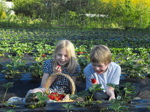 Blue Hills Berries & Cherries - Accommodation NT 0