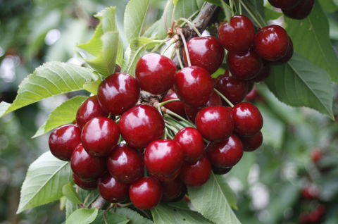 Blue Hills Berries & Cherries - Accommodation NT 2