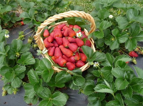 Blue Hills Berries & Cherries - Accommodation NT 3