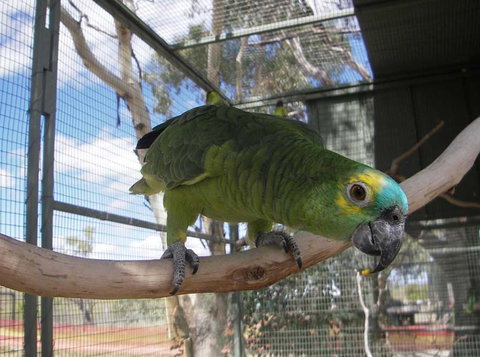Darling Downs Zoo - Accommodation NT 1