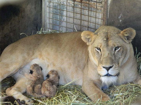 Darling Downs Zoo - Accommodation NT 2