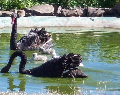 Darling Downs Zoo - Accommodation NT 3