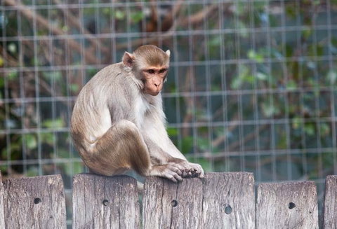 Darling Downs Zoo - Accommodation NT 5