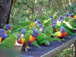 Gorge Wildlife Park - Accommodation NT 4