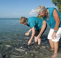 Aquascene Fish Feeding Sanctuary - Accommodation NT