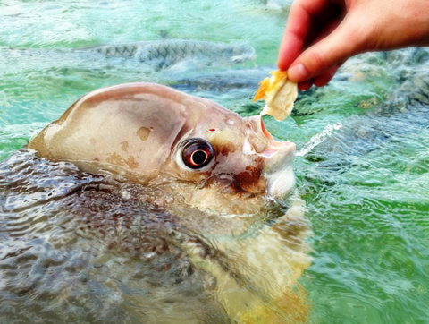 Aquascene Fish Feeding Sanctuary - Accommodation NT 1