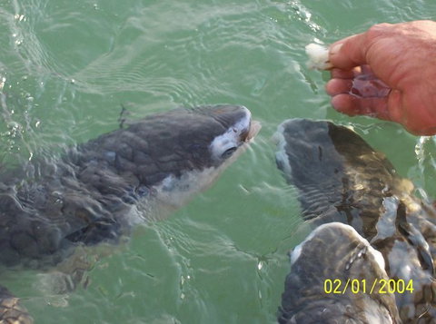Aquascene Fish Feeding Sanctuary - Accommodation NT 2