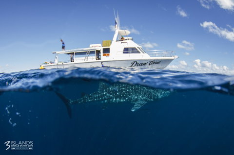 Three Islands Whale Shark Dive - Accommodation NT 4