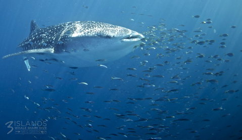 Three Islands Whale Shark Dive - Accommodation NT 5