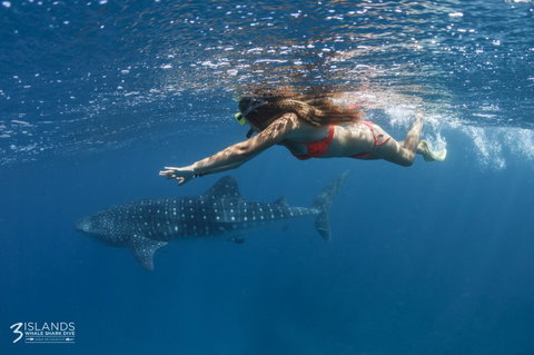 Three Islands Whale Shark Dive - Accommodation NT 6