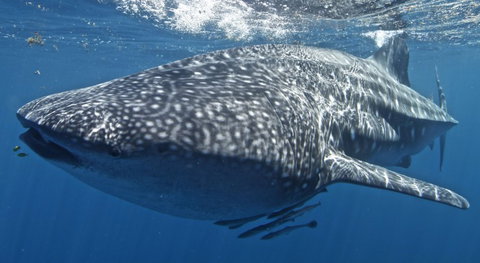 Three Islands Whale Shark Dive - Accommodation NT 7