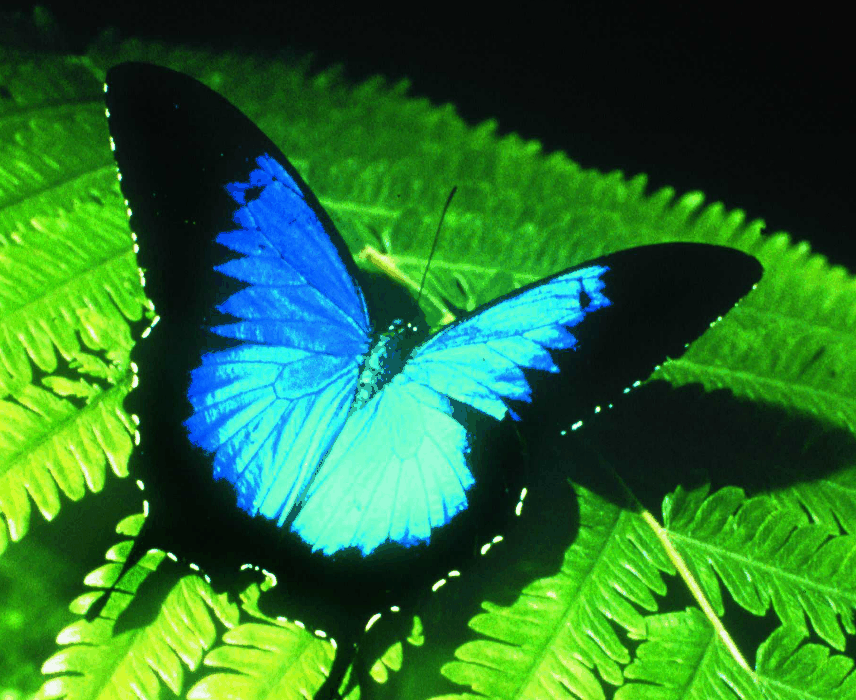 Australian Butterfly Sanctuary - Accommodation NT