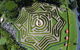 Bellingham Maze - thumb 1