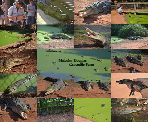 The Malcolm Douglas Crocodile Park - Accommodation NT 0