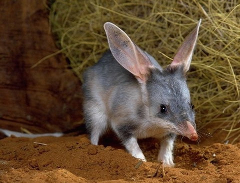David Fleay Wildlife Park - Accommodation NT 2