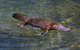 David Fleay Wildlife Park - thumb 4