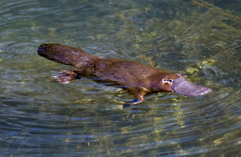 David Fleay Wildlife Park - Accommodation NT 4