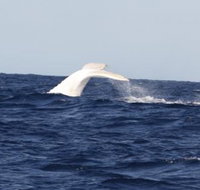 Australian Whale Watching - Accommodation NT