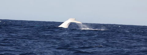 Australian Whale Watching - Accommodation NT 0