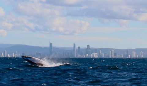 Australian Whale Watching - Accommodation NT 1