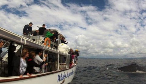 Australian Whale Watching - Accommodation NT 2