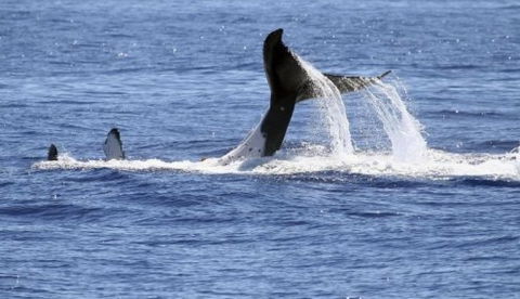 Australian Whale Watching - Accommodation NT 3