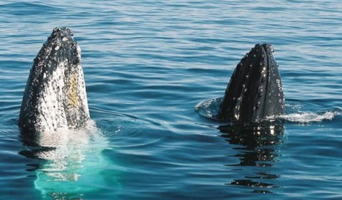 Australian Whale Watching - Accommodation NT 4