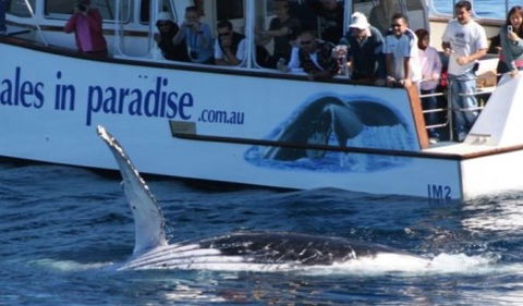 Australian Whale Watching - Accommodation NT 5