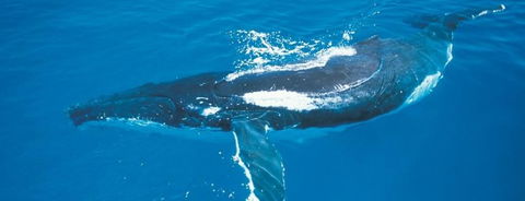 Australian Whale Watching - Accommodation NT 6