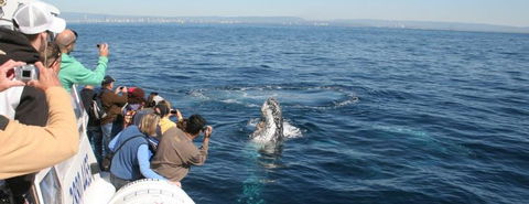 Australian Whale Watching - Accommodation NT 7