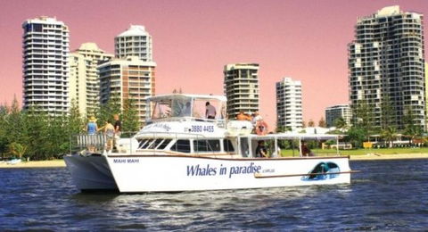 Australian Whale Watching - Accommodation NT 8