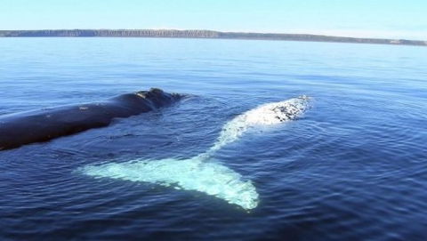 Australian Whale Watching - Accommodation NT 9