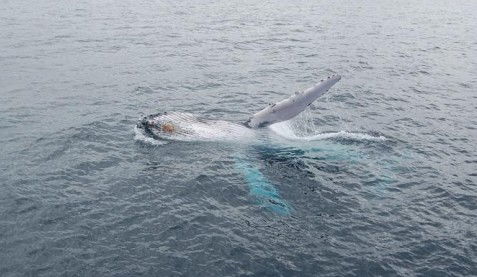 Australian Whale Watching - Accommodation NT 10