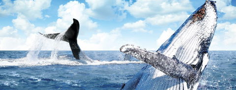 Australian Whale Watching - Accommodation NT 11