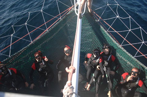 Dolphin Swim Australia - Accommodation NT 4