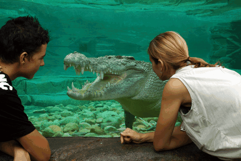 Cairns Wildlife Dome - Accommodation NT 1