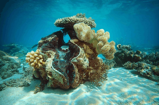 Big Cat Green Island Reef Cruises - Accommodation NT 3