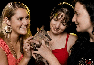 Cairns Night Zoo - Accommodation NT 1