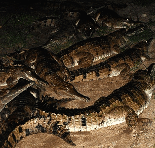 Cairns Night Zoo - Accommodation NT 3