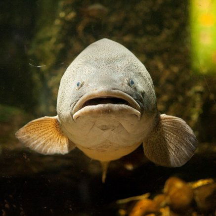 Melbourne Aquarium - Accommodation NT 5